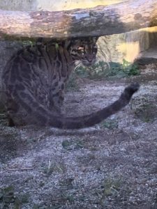 18/12 熊本市動植物園,ウンピョウ