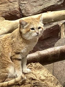 那須どうぶつ王国,スナネコ