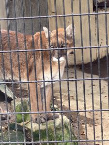 2020/9,群馬サファリパーク,ピューマ,国内最高齢,ピピ