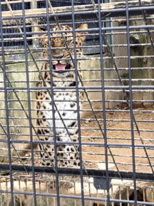 2020/9,アムールヒョウ,群馬サファリパーク,ウォーキングサファリ