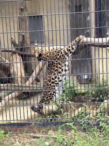 2020/9,群馬サファリパーク,アムールヒョウ,カラン