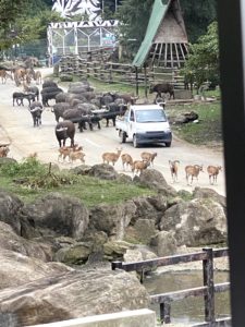 2020/9,群馬サファリパーク,ワイルドディナー