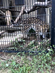 2020/9,群馬サファリパーク,アムールヒョウ,カラン