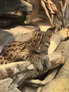 2018/3,鳥羽水族館,スナドリネコ