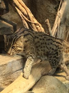 2018/3,鳥羽水族館,スナドリネコ