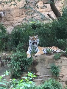 2018/6,多摩動物公園,アムールトラ,スフィンクス