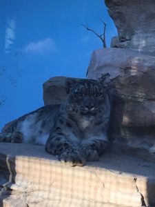 2018/12,熊本市動植物園,ユキヒョウ,スピカ