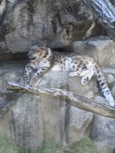 2019/3,王子動物園,ユキヒョウ