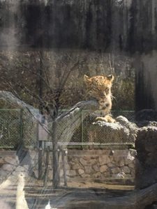 2019/3,王子動物園,アムールヒョウ