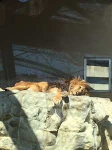 2019/3,王子動物園,ライオン