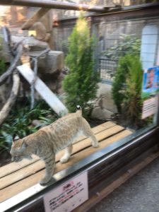 2019/3,王子動物園,ボブキャット,ソラ,しっぽ