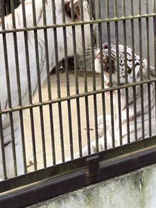 2020/10,宇都宮動物園,ホワイトタイガー夫婦,アース,シラナミ