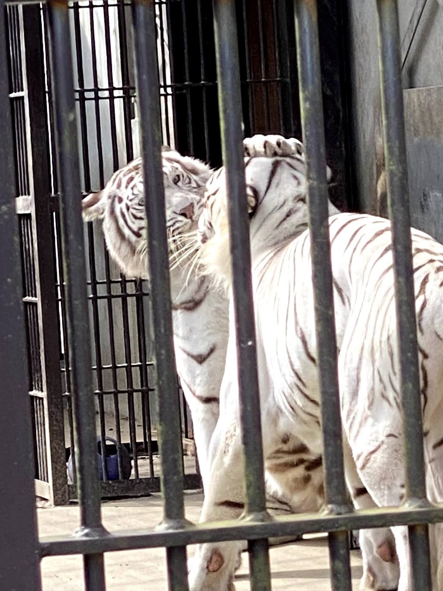 2020/10,宇都宮動物園,ホワイトタイガー夫婦,アース,シラナミ