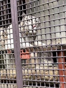 2020/10,宇都宮動物園,ホワイトタイガー,グーナ