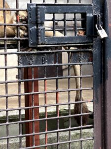 2020/10,ライオン,宇都宮動物園,しっぽ