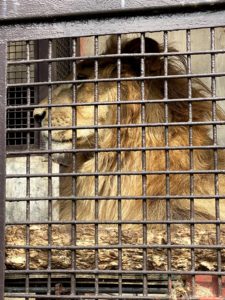 2020/10,宇都宮動物園,ライオン,GO