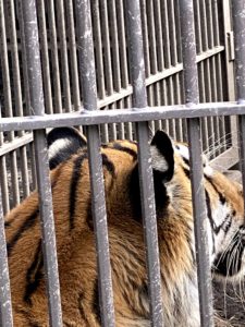 2020/10,アムールトラ,宇都宮動物園,ルイ