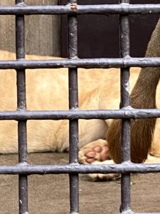 2020/10,宇都宮動物園,ホワイトライオン,しっぽ