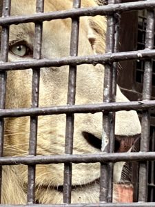 2020/10,宇都宮動物園,ホワイトライオン,ステルク,目