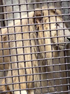 2020/10,宇都宮動物園,ホワイトライオン,ステルクくん