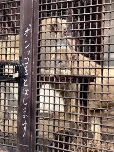 2020/10,宇都宮動物園,ホワイトライオン,ステルク,アルマル