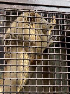 2020/10,宇都宮動物園,ホワイトライオン,ステルク