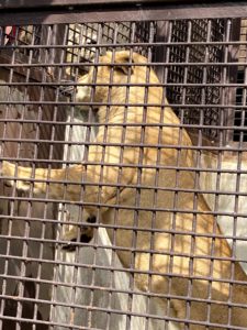 2020/10,ライオン,宇都宮動物園