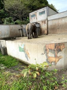 2020/10,宇都宮動物園,象コラボ,ライオン,アート