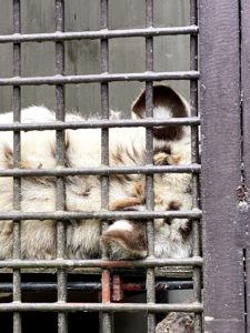 2020/10,ホワイトタイガー,グーナ,宇都宮動物園,耳