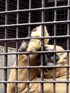 2020/10,宇都宮動物園,ライオン,GO,肉球