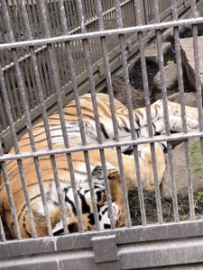 2020/10,宇都宮動物園,アムールトラ,ルイ