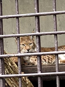 2020/10,宇都宮動物園,ヨーロッパオオヤマネコ