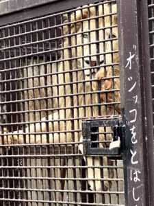 2020/10,宇都宮動物園,ホワイトライオン,ステルク