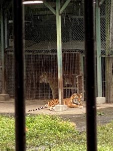 2020/10,那須サファリパーク,ボルタくん,ラブちゃん