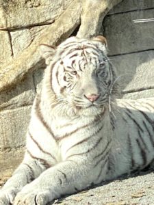 2020/12,東武動物公園,ホワイトタイガー,シュガーくん