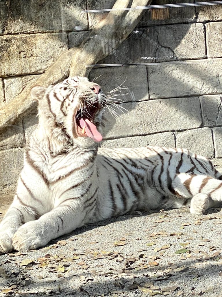 ホワイトタイガーがいる動物園はどこ 猫びいきが関東に絞って語る