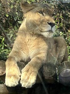 2020/12,東武動物公園,ライオン,モカちゃん