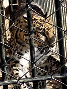 2020/12,東武動物公園,アムールヒョウ,ルナちゃん