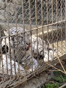 2020/12,東武動物公園,ホワイトタイガー,スカイくん