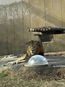 2020/12,東武動物公園,ライオン,ストームくん