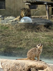 2020/12,東武動物公園,ライオン,ミーアキャット