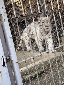 2020/12,東武動物公園,ホワイトタイガー,スカイくん