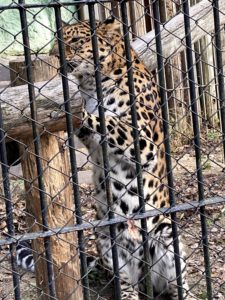 2020/12,東武動物公園,アムールヒョウ,アブスくん