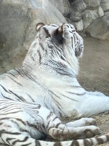 2020/12,東武動物公園,ホワイトタイガー