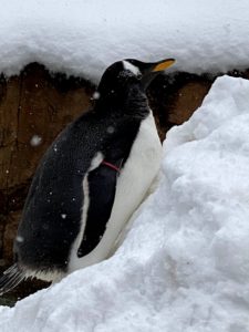 2020/12,那須どうぶつ王国,ペンギンビレッジ