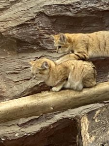 2020/12,那須どうぶつ王国,保全の森,スナネコ,ジャミール,マシュリク,サディーカ