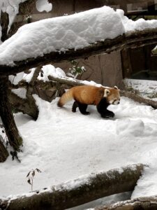 2021/1,那須どうぶつ王国,レッサーパンダ,アジアの森,外