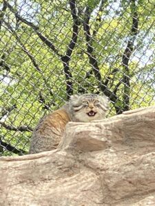 2021/4,埼玉こども動物自然公園,マヌルネコ,ロータス,マヌルロック