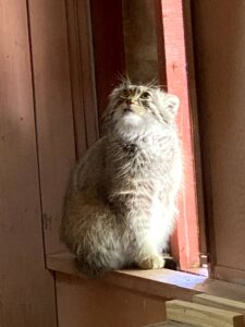 2021/4,埼玉こども動物自然公園,オリーヴァ,マヌルネコ