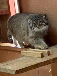 2021/4,埼玉こども動物自然公園,オリーヴァ